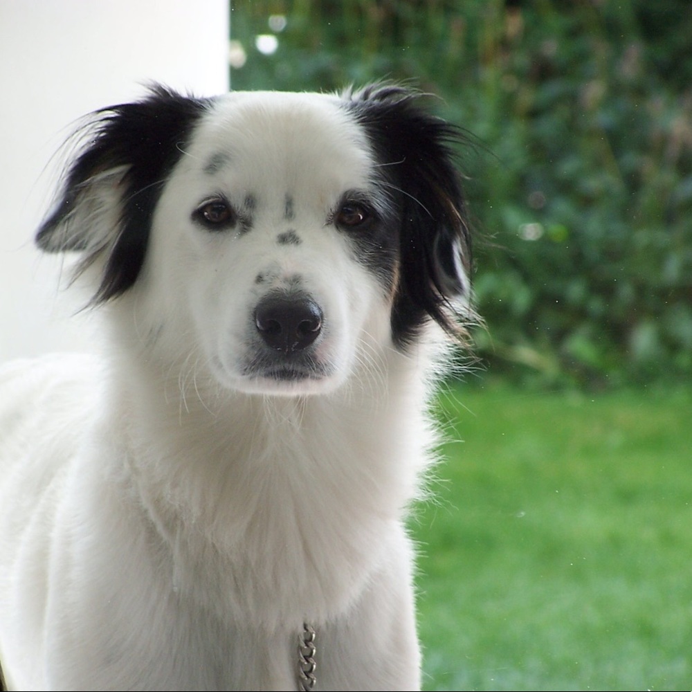 Meet your Posher, Susan